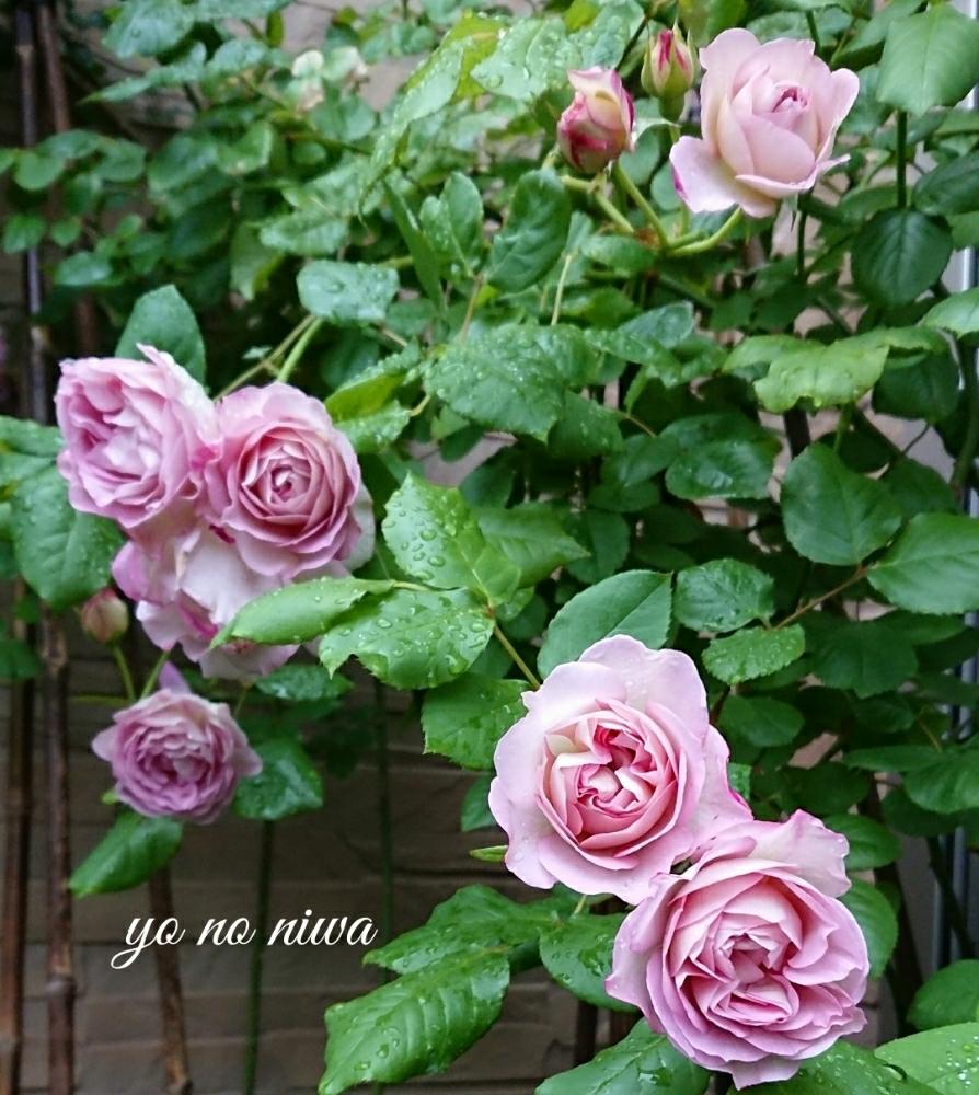 まほろばの投稿画像 By 葉子さん ばら バラ 薔薇とバラと暮らすとバラ 修景バラとジャングルの住人とバラジャングルと季節の花と河合伸志氏と今日のバラとカインズ千葉ニュータウン店とローズガーデンとロザリアン 18月5月10日 Greensnap グリーンスナップ