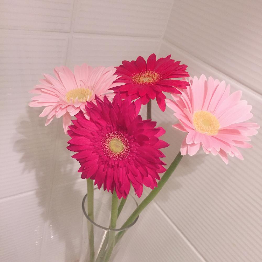 ガーベラの投稿画像 By Ayaneさん お部屋と花瓶 フラワーベースコンテストとピンクと花のある暮らしと切り花 18月5月10日 Greensnap グリーンスナップ