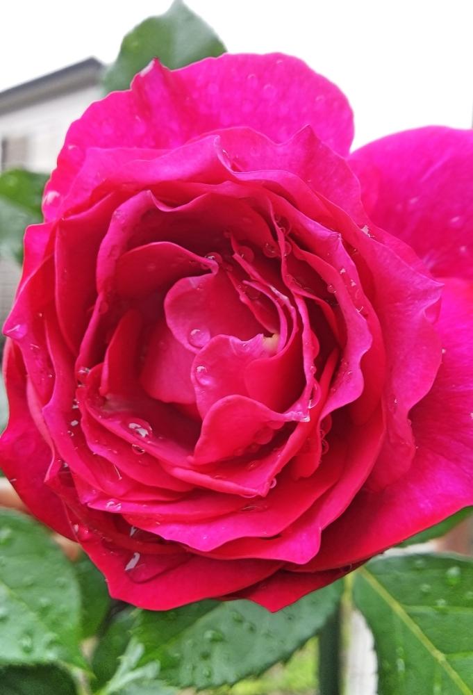 薔薇の投稿画像 By はるみさん 赤の花 とローズベルト と今日の一枚と今日のお花と花のある暮らしとおしゃれ とあざやか とバラを楽しむと咲いた 18月5月10日 Greensnap グリーンスナップ