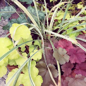 ヒューケラ マッチャプディングの投稿画像一覧 Greensnap グリーンスナップ