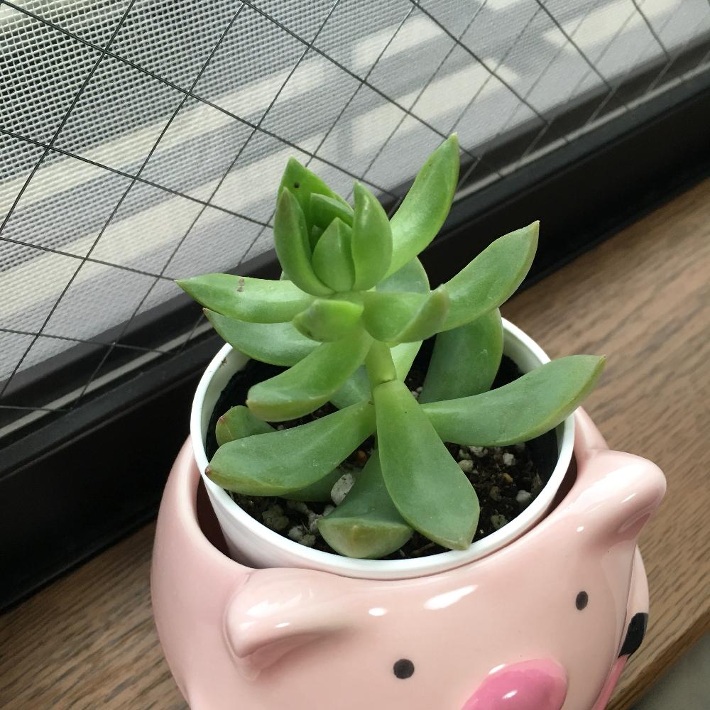 黄麗 おうれい の投稿画像 By Liuさん 多肉初心者とダイソーと多肉大好きと100均多肉と初心者タニラー 18月5月10日 Greensnap グリーンスナップ