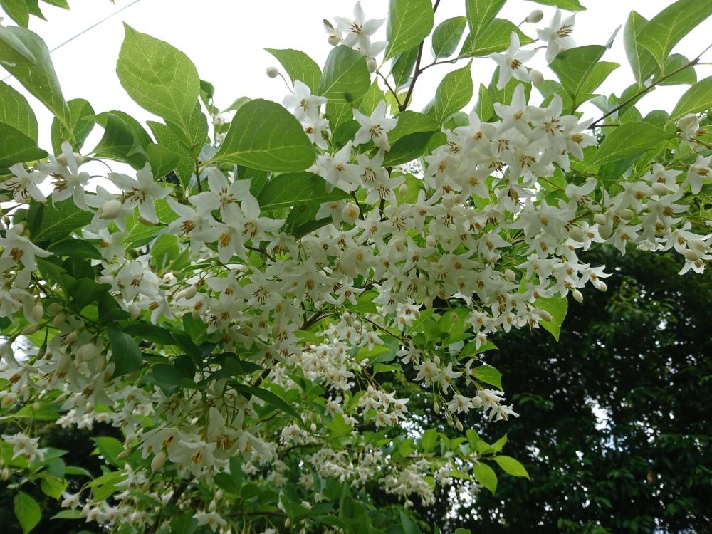 エゴノキの投稿画像 By モコさん マイガーデンと白い花とおきにいりと庭木 18月5月10日 Greensnap グリーンスナップ