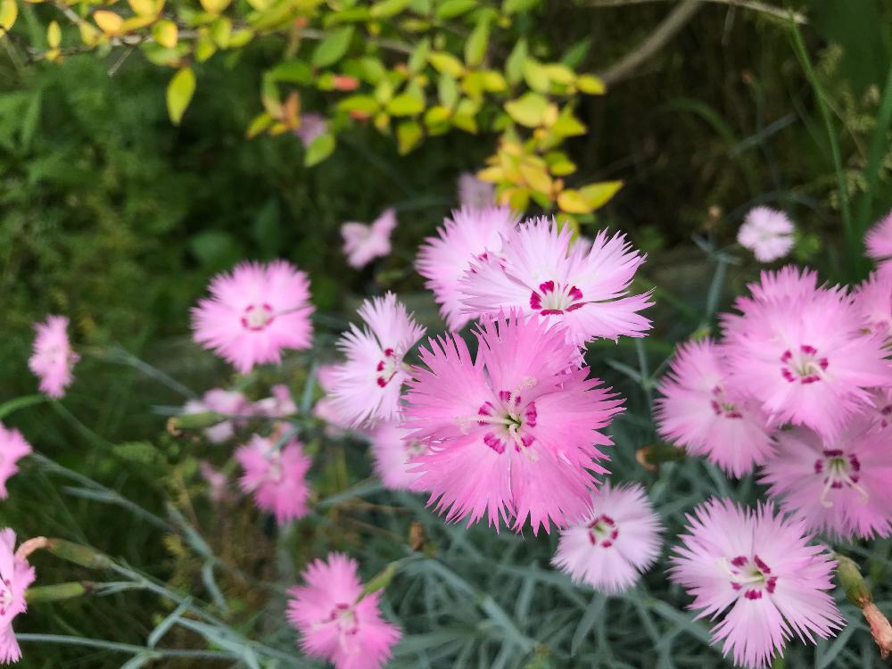 ナデシコの投稿画像 By Hanahanaさん 春の草花とピンクと花のある暮らし 18月5月10日 Greensnap グリーンスナップ