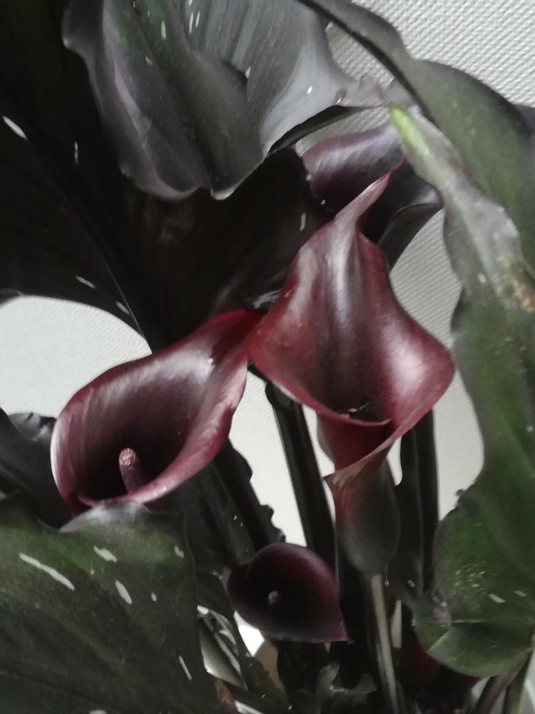 黒い花の投稿画像 By Cuorelussoさん 花のある暮らしとおしゃれな鉢 18月5月10日 Greensnap グリーンスナップ