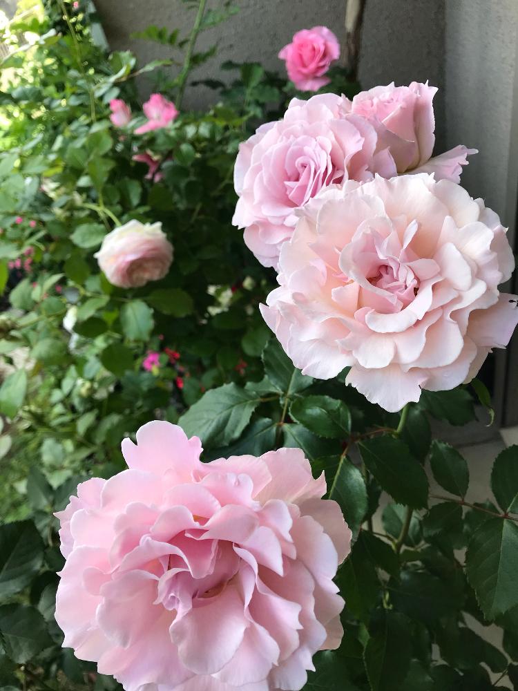 バラ ラマリエの投稿画像 By Hiro 151e さん ばら バラ 薔薇とおきにいりとピンクとお庭の植物と薔薇 18月5月10日 Greensnap グリーンスナップ