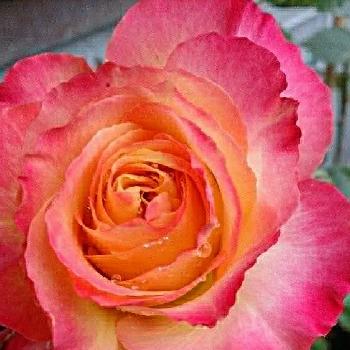 アリンカ バラの画像 by naoさん | 広い庭とアリンカと私の癒し。とアリンカ バラとGS日和と植中毒と静岡県民です！と花のある暮らしと薔薇大好き