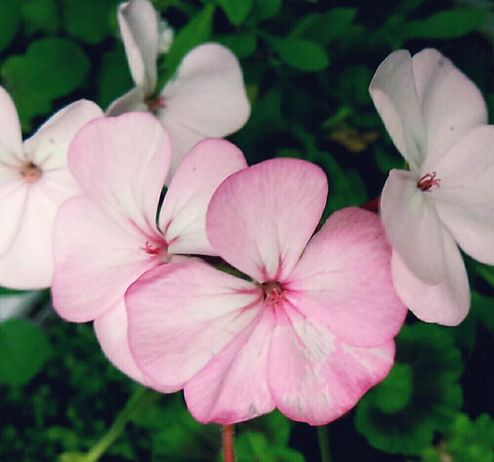 ゼラニウムの投稿画像 By 96さん 多年草とピンクと毎年咲くと花のある暮らしとかわいいな と咲いた 18月5月10日 Greensnap グリーンスナップ