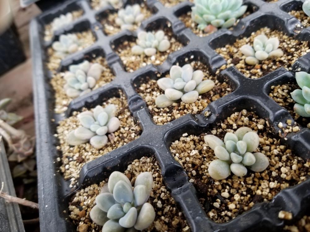 ロイヤリティフリー千葉 県 多肉 植物 販売 すべての美しい花の画像