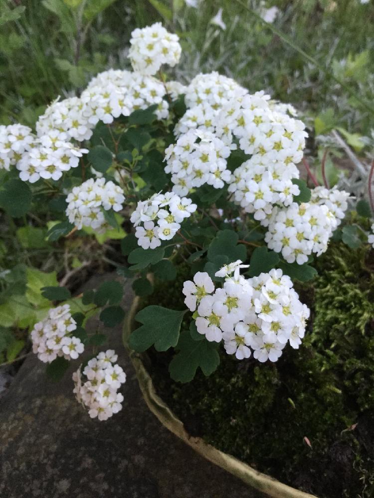 イワガサの投稿画像 By Ayameさん 植中毒とハートの花びらと花のある暮らしとミツデイワガサの花と白い花とかわいいな 18月5月10日 Greensnap グリーンスナップ