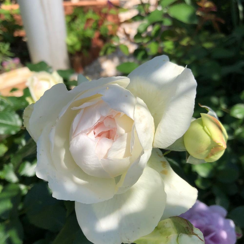 バラ ボレロの投稿画像 By カフェ子さん 香りの良い薔薇とネコ好きとマイガーデンと新米ロザリアンとガーデニングと花のある暮らしとバラを楽しむと咲いた 18月5月11日 Greensnap グリーンスナップ