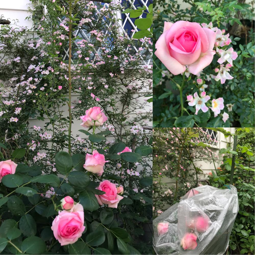 ばら バラ 薔薇の投稿画像 By 松ぼっくりさん 手作りの庭と大輪のバラとマイガーデンとつるバラと綺麗です と薔薇 のある暮らし と美しいとピンク色の花と薔薇 とツルヒストリー 18月5月11日 Greensnap グリーンスナップ