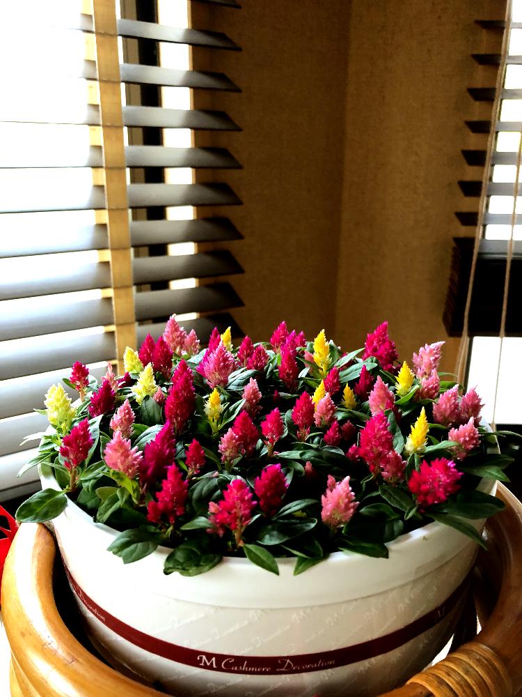 ケイトウの投稿画像 By Sonomi さん 咲きはじめましたと我が家の花達と嬉しいと癒しとgs映えと植中毒と花の癒しとイキイキと黄色のお花とピンクのお花と赤い花と小花とプレゼント 18月5月11日 Greensnap グリーンスナップ