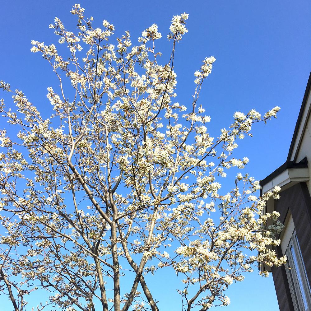 ジューンベリーの投稿画像 By ロングさん シンボルツリーと春が来た と庭木と雑木の庭と咲いた 18月5月11日 Greensnap グリーンスナップ