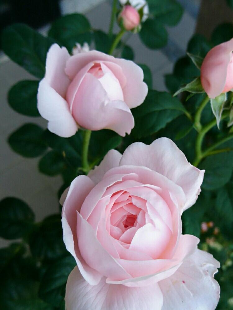 クイーン オブ スウェーデンの投稿画像 By しらきさん バラと花のある暮らしとロザリアンとバラのある暮らしとばら バラ 薔薇 18月5月11日 Greensnap グリーンスナップ