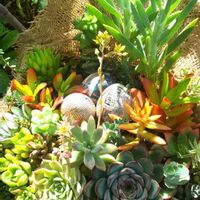 アドルフィーコッパー,マーガレットレッピン,プリドニス,セネシオ　ブルーマウンテン,清涼刀の画像