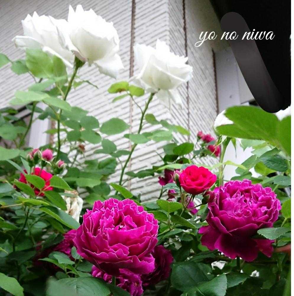 2018春バラがさっさと咲いちゃったよ🌹(part2)｜🍀GreenSnap