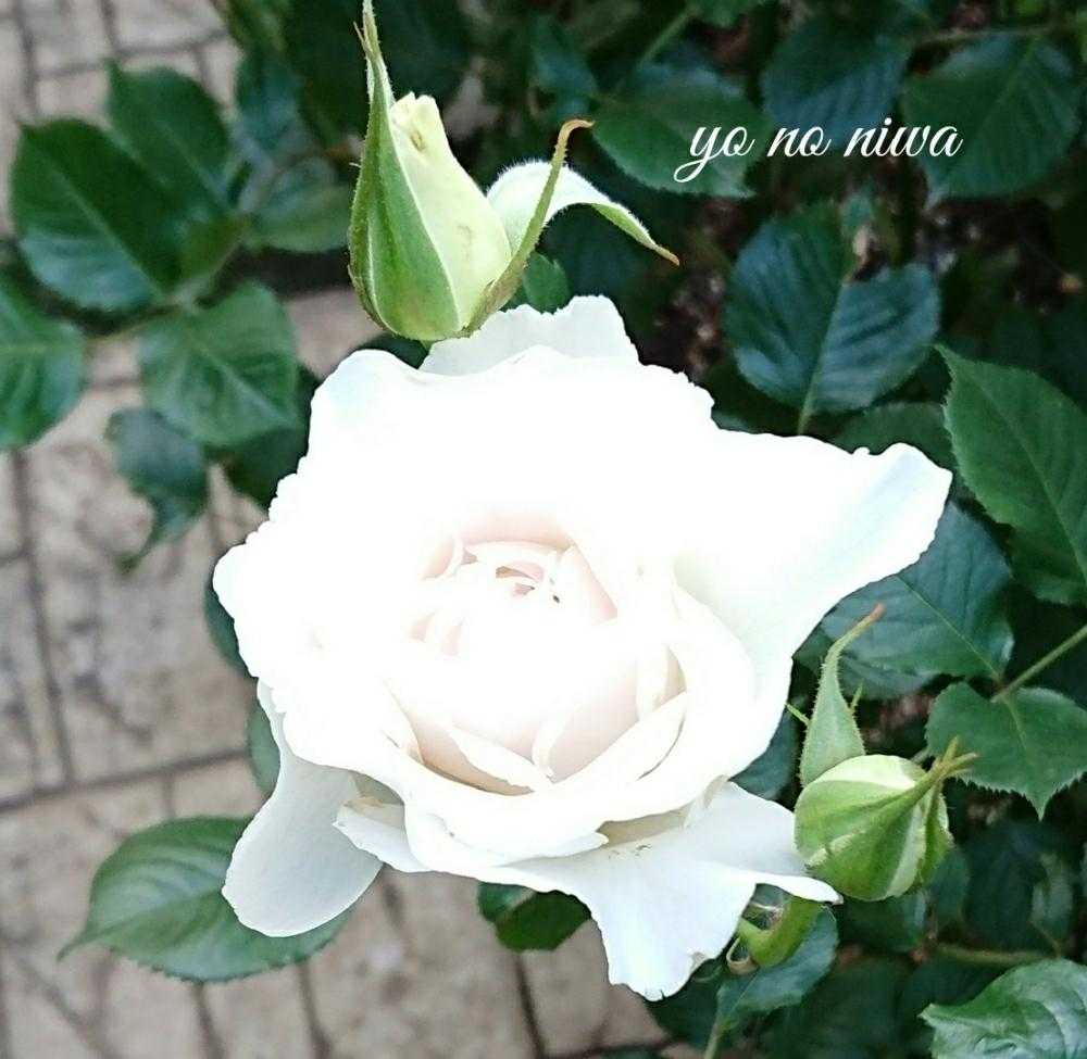 18春バラがさっさと咲いちゃったよ Part2 Greensnap グリーンスナップ