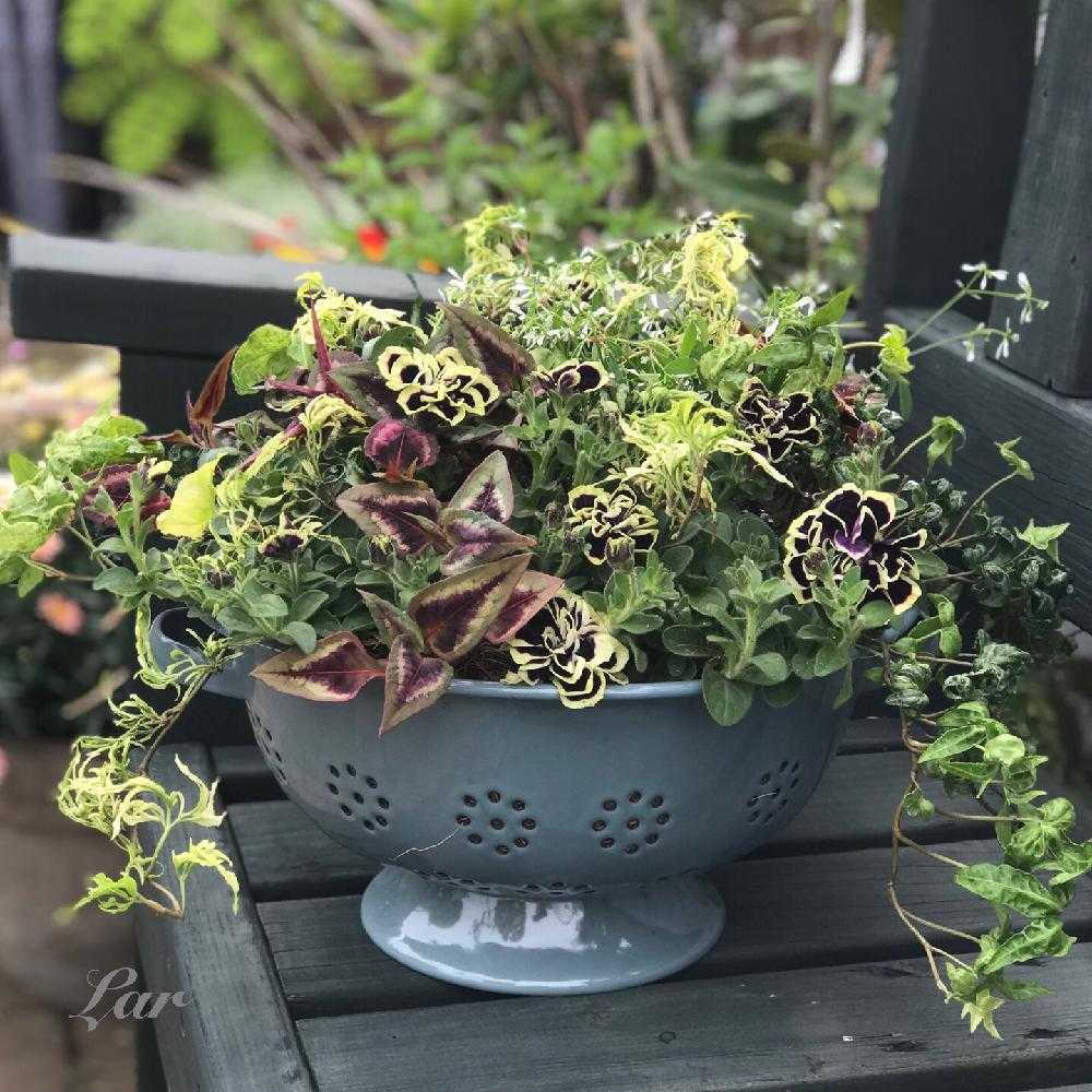 ペチュニア 花衣 黒真珠の投稿画像 By ラルさん モニター当選とフローラ黒田園芸と 花衣 黒真珠 コンテストと植中毒と花衣 黒真珠 とガーデニングと花のある暮らしとペチュニア黒真珠 18月5月11日 Greensnap グリーンスナップ