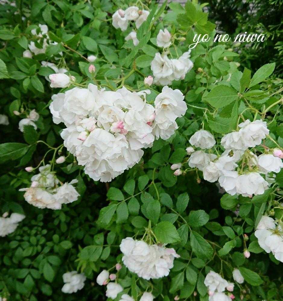 18春バラがさっさと咲いちゃったよ Part2 Greensnap グリーンスナップ