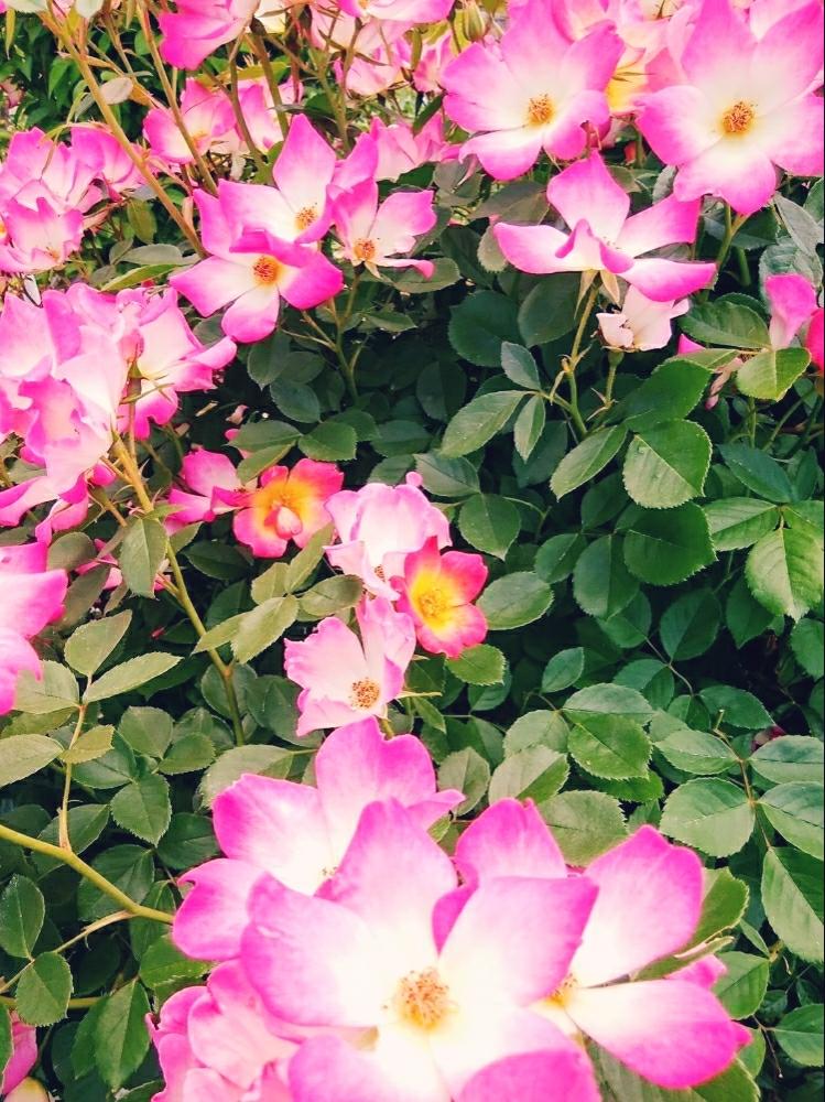 つるバラ ピンクカクテルの投稿画像 By Cccrスキさん バラとばら バラ 薔薇とピンクの花と癒し とつるバラ と植中毒としあわせ と花のある暮らしと薔薇 とばら 薔薇 バラとバラ ミニバラ 18月5月11日 Greensnap グリーンスナップ