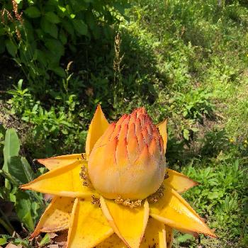 チュウキンレンカの投稿画像一覧 Greensnap グリーンスナップ