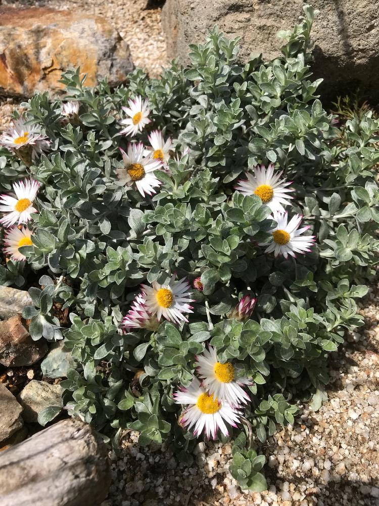 ヘリクリサム シルバーキャンドルの投稿画像 By あっくんさん 花のある暮らしと地植えとオージープランツとロックガーデン 18月5月11日 Greensnap グリーンスナップ