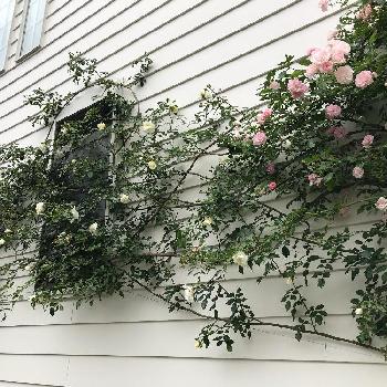 壁面の薔薇の投稿画像一覧 Greensnap グリーンスナップ