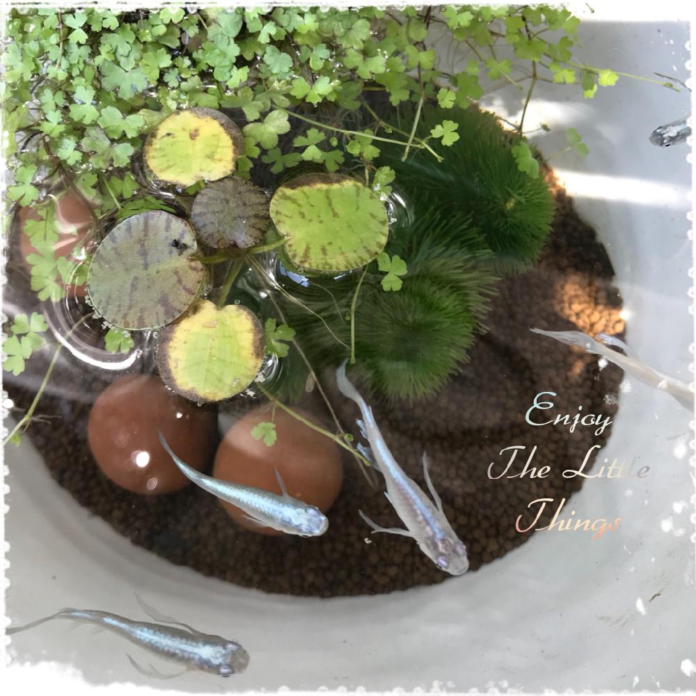 幹之メダカの投稿画像 By Kumausagi さん いやされる とメダカビオトープ とgs日和と今日の１枚と暮らしを楽しむと浮島のようなオーストラリアンノチドメとミニビオトープといろいろな水草とgs植物うちなーぐち会 18月5月11日 Greensnap グリーンスナップ