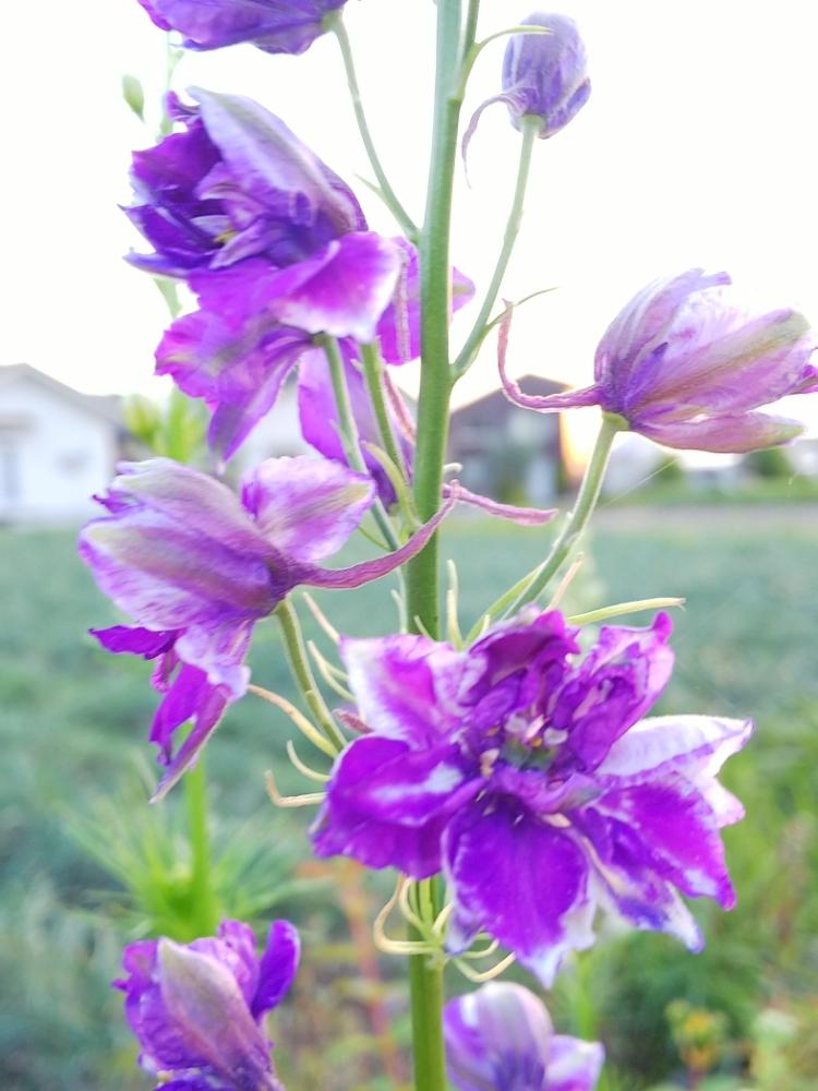 千鳥草の投稿画像 By Katsueさん チドリソウと花のある暮らしとガーデニングとナチュラルガーデンとさいた 18月5月11日 Greensnap グリーンスナップ