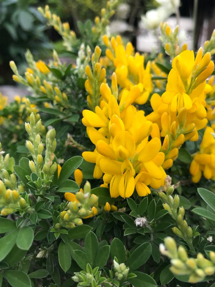 エニシダの投稿画像 By Yamasaさん 黄色い花と鉢植えと 黄色植物 コンテストと花のある暮らしとiphone撮影 18月5月 11日 Greensnap グリーンスナップ