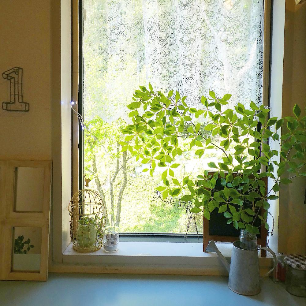 インテリアの画像 by ai.さん | インテリアとドウダンツツジと賃貸と植物のある暮らしと窓辺の植物