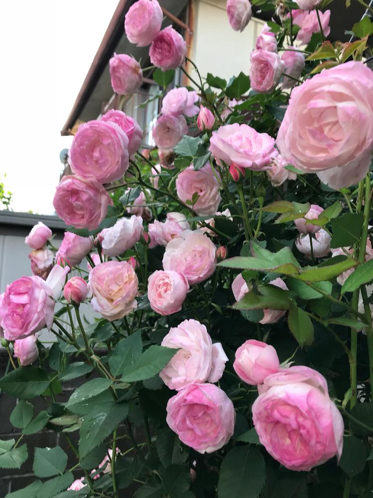 マダム ピエール オジェの投稿画像 By まぁ さん 芳香と薔薇に魅せられてと花のある暮らしとバラ ミニバラとお庭と暮らす 18月5月11日 Greensnap グリーンスナップ