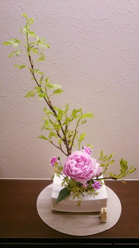 シャクヤクの投稿画像 By かめりあうさぎさん ナナカマドと花のある空間とお花が好きと生け花のある暮らしと池坊とお花が好き といけばなと花のある暮らしと生け花 18月5月11日 Greensnap グリーンスナップ