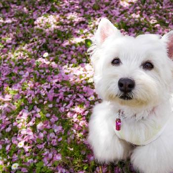 ウェスティの投稿画像一覧 Greensnap グリーンスナップ