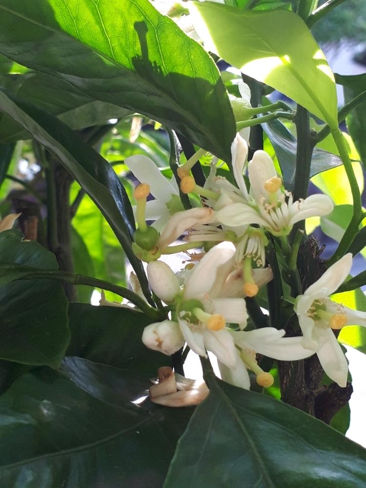 温州みかんの投稿画像 By Flower Skyさん 花のある暮らしと実がなる木と小さな花 18月5月11日 Greensnap グリーンスナップ