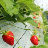 イチゴ,紅ほっぺ,実がなる,かわいいな♡,お出かけ先の画像