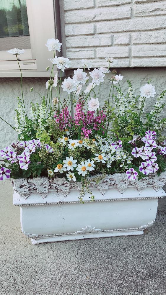 春の寄せ植えの投稿画像 By Tomotomoさん 寄せ植えとお花の寄せ植えと多肉女子とタニラーと可愛いと花のある暮らしとかわいい 18月5月11日 Greensnap グリーンスナップ