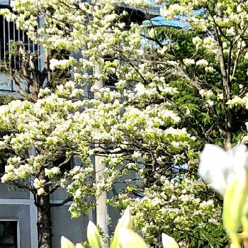 シロツツジの画像 by 織家さん | お出かけ先とシロツツジとハナミズキと山形と花芽あるョ〜とGS映えとどこでも植物と純白が好きとiPhone撮影