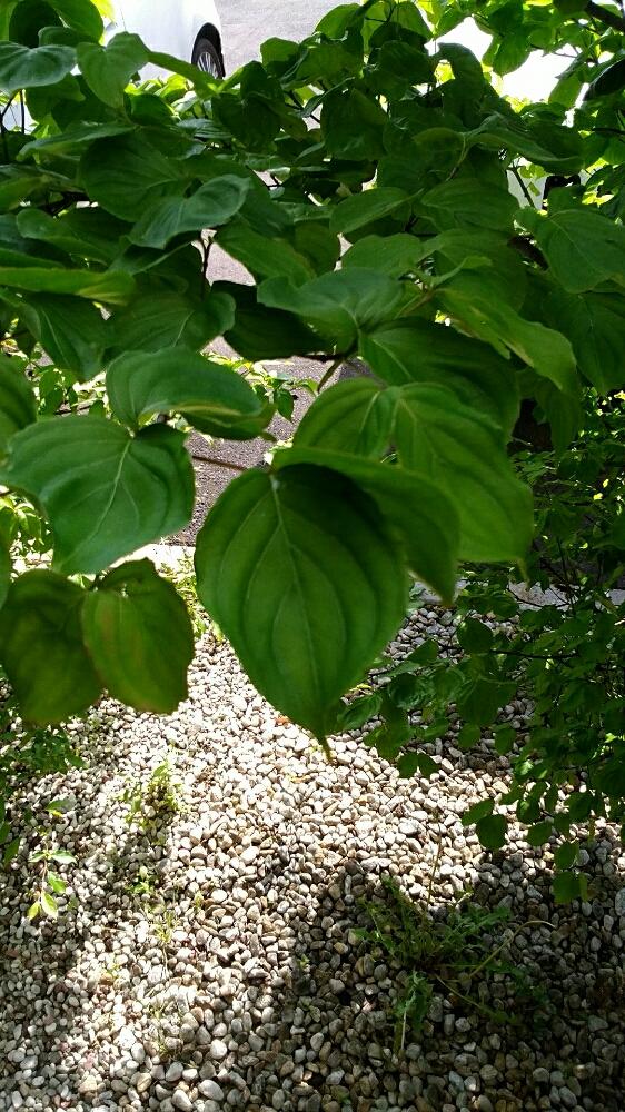 ハナミズキの葉の投稿画像 By カミノさん 18月5月12日 Greensnap グリーンスナップ