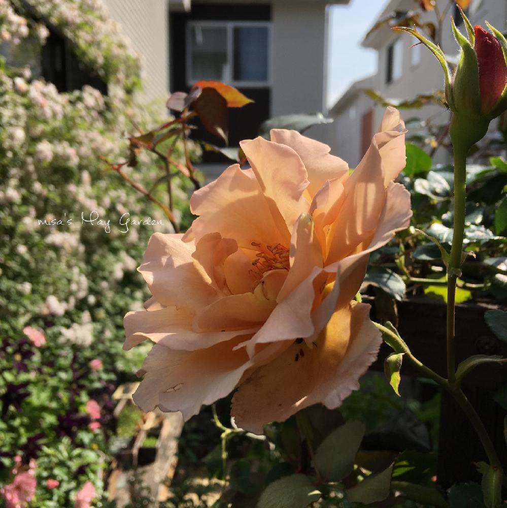 つるジュリアの投稿画像 By Misaさん バラとバラのアーチとhtcと千葉県と薔薇愛同盟と花壇とつるバラと植中毒と いいね ありがとうと自慢のバラコンテスト18とhtc No 66とガーデニングと花のある暮らしとお庭とhtc社員と地植え 18月5月12日 Greensnap