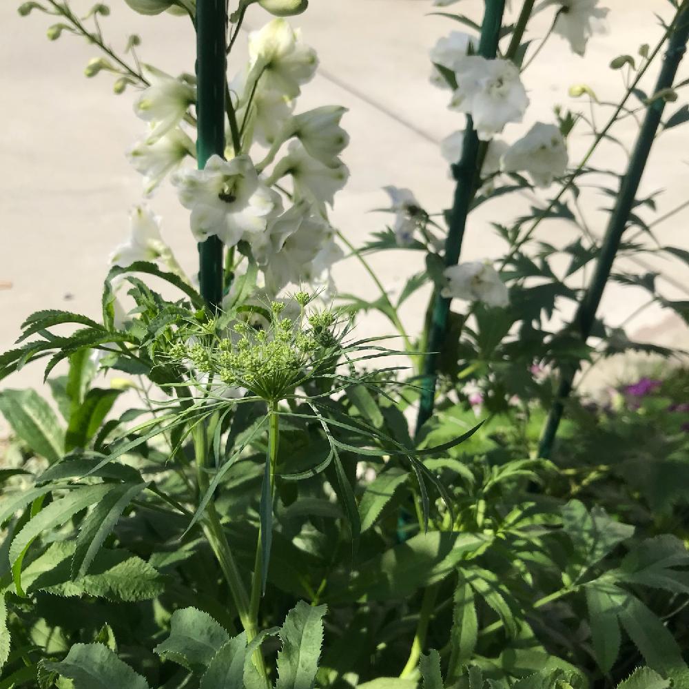 アンミ グレースランドの投稿画像 By ししゃもさん デルフィニウムと広い庭とししゃもの花壇とししゃもの花壇 18月5月12日 Greensnap グリーンスナップ Greensnap グリーンスナップ