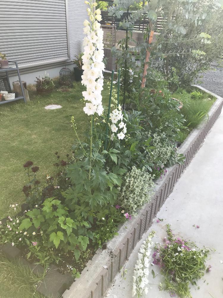 デルフィニウムの投稿画像 By ししゃもさん アンミ グレースランドとユーカリとオリーブとシュウメイギクとダイアンサス ブラックアダーとバロータとイングリッシュデージーとアリウムとチロリアンデイジーとビオラ きまぐれロージーとししゃもの花壇と広い庭とししゃも