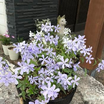 芳香花の画像 by t-blueさん | 玄関と家庭菜園と花壇DIYと植中毒と芳香性と芳香花と荒れ地に花をと花のある暮らしとおぎはら植物園さん