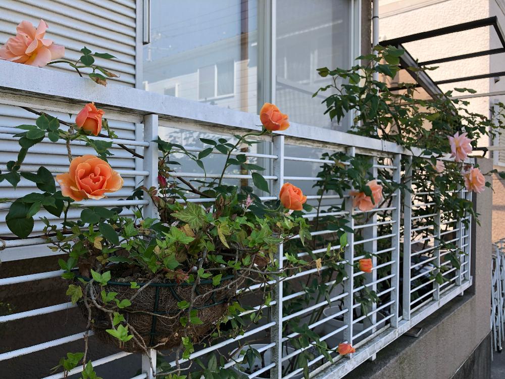 ロイヤルサンセットの投稿画像 By ビアンコさん 嬉しいといい匂いとバラ 鉢植えと美しいと自慢のバラコンテスト18と可愛いと心配とバラを楽しむと薔薇を愛でると咲いた 18月5月12日 Greensnap グリーンスナップ