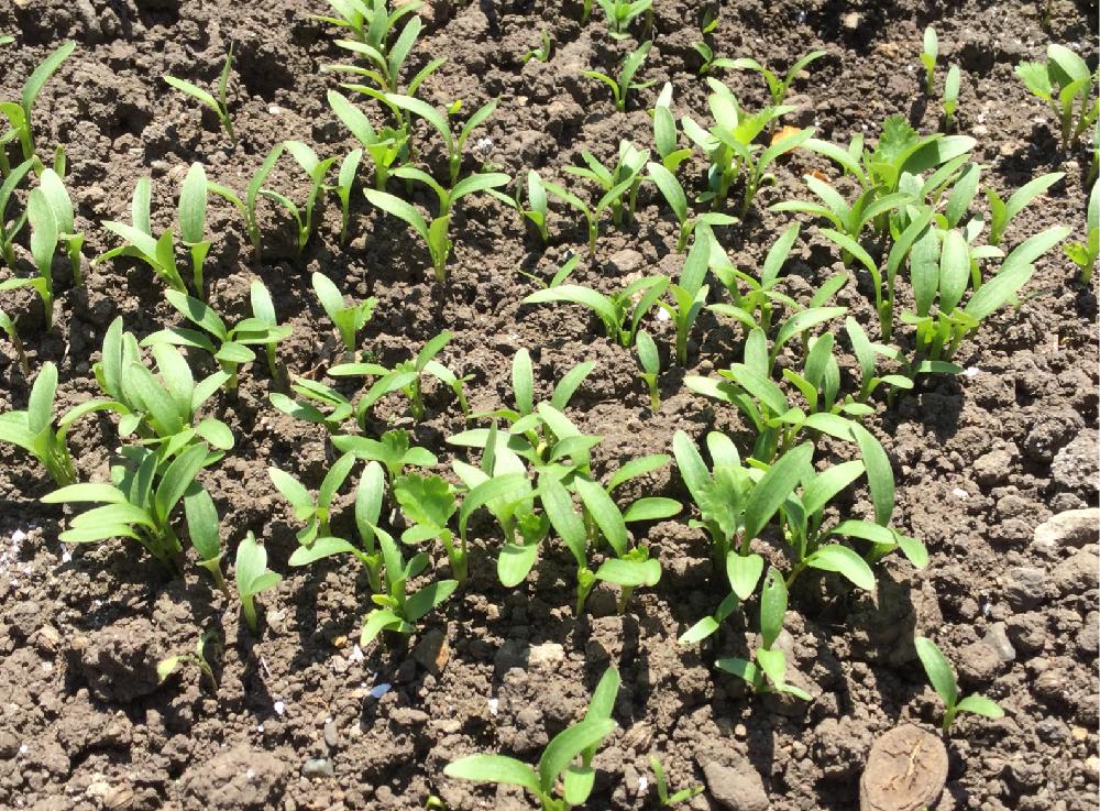 パクチーの投稿画像 By Kaorinさん コリアンダーと香菜とシャンツァイと新芽 18月5月12日 Greensnap グリーンスナップ