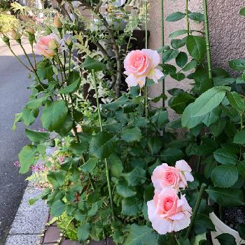 薔薇を愛でるの画像 by ビアンコさん | 玄関とヨハンシュトラウスとバラ 鉢植えと美しいと自慢のバラコンテスト2018と可愛いとバラを楽しむと楽しいと薔薇を愛でる
