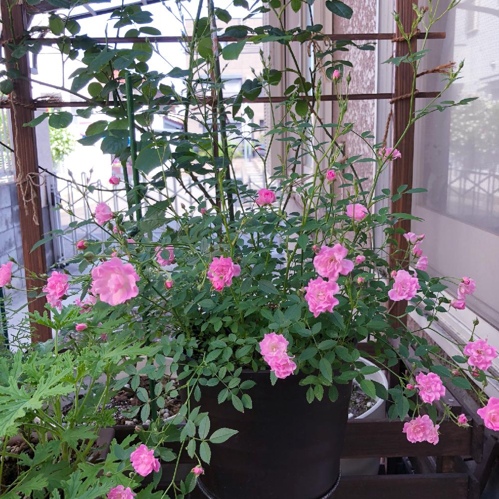 ミニバラ ほほえみの投稿画像 By ビアンコさん バラ 鉢植えと自慢のバラコンテスト18と可愛いとバラを楽しむと楽しいと薔薇を愛でると咲いた 18月5月12日 Greensnap グリーンスナップ