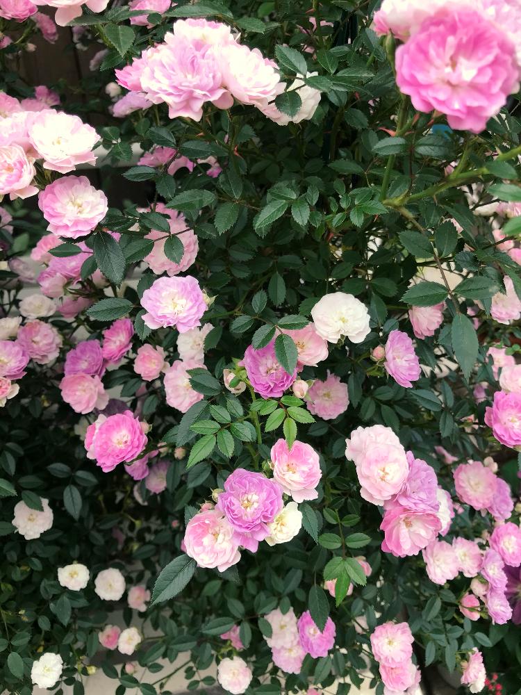 つるバラ 舞姫の投稿画像 By Saさん ばら バラ 薔薇と満開とつるバラとgs日和と花のある暮らし 18月5月12日 Greensnap グリーンスナップ