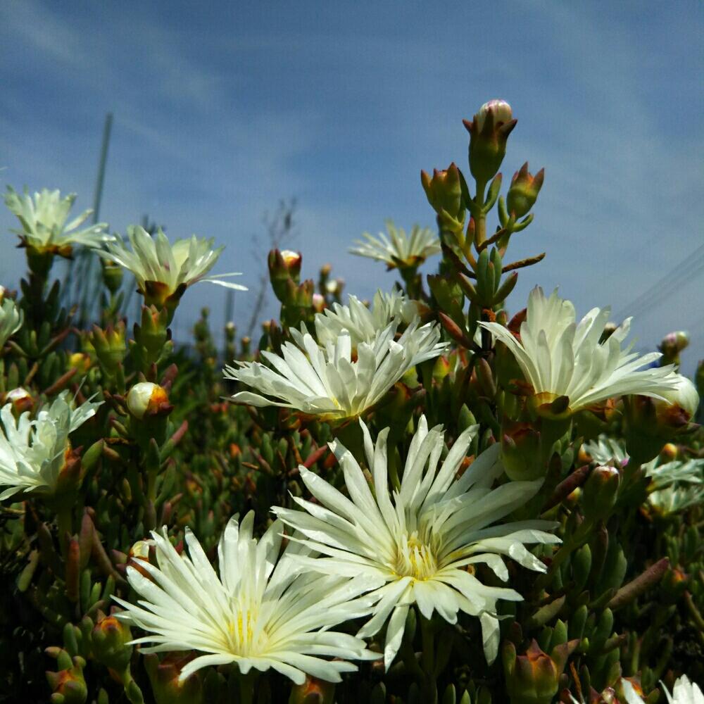 マツバギク 白の投稿画像 By よっちえさん マツバギクと春の陽気と花のある暮らしとお散歩と多肉植物 18月5月12日 Greensnap グリーンスナップ