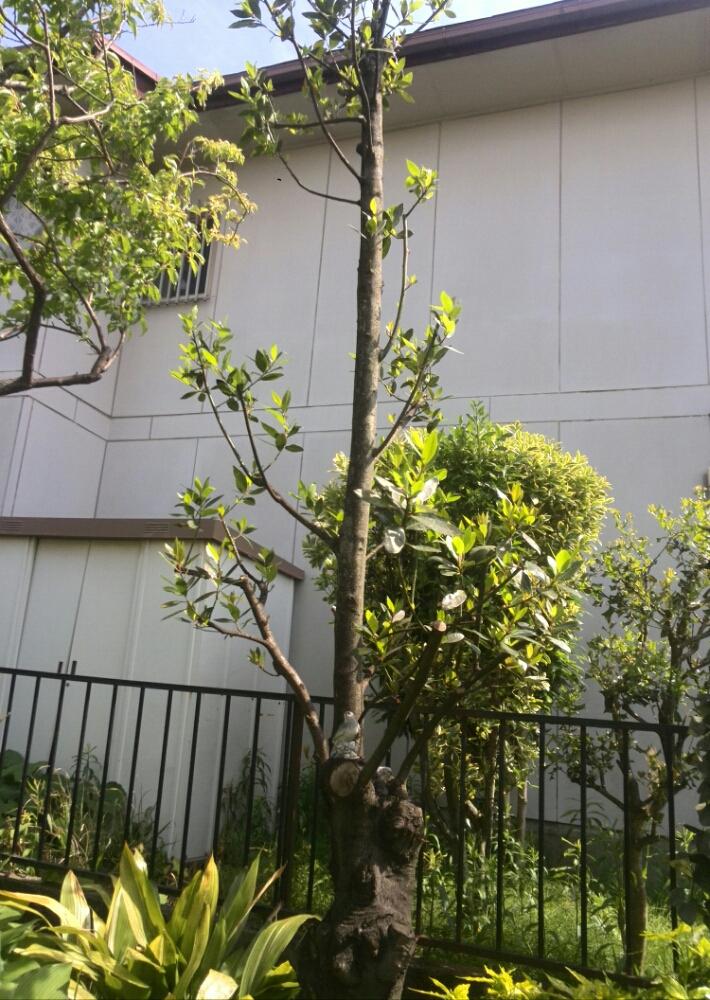 月桂樹の投稿画像 By あすかルビーさん 月桂樹の葉 18月5月12日 Greensnap グリーンスナップ